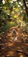 Beagle puppy runs happily in a lush forest photo