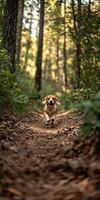 Beagle pup running in the forest photo