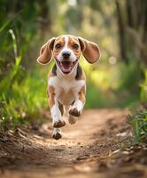 A dog running on a dirt path photo