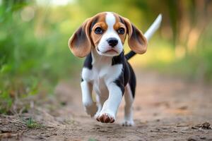 Beagle puppy running on a sunny day photo