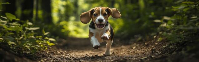 Beagle puppy happily running in the forest photo