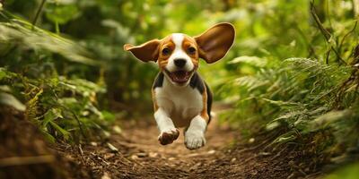 Happy beagle puppy running through the forest photo