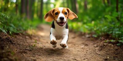 Beagle puppy joyfully running in the forest photo