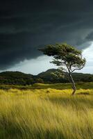 Lonely tree stands in a stormy field photo