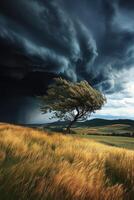 A lone tree stands in a field with a storm in the background photo