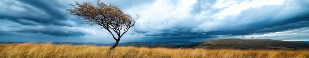 Windswept tree stands in dramatic landscape photo