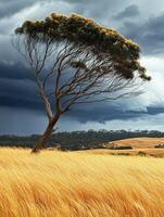 Lonely tree stands in golden grassland photo