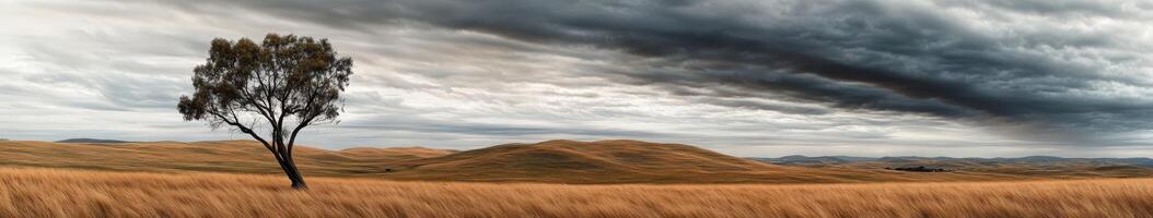 Lone tree in vast grassy field photo