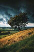 Bent tree in a windy landscape photo