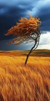 Wind-swept tree in a golden field landscape photo