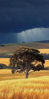 Storm clouds gather over golden fields photo