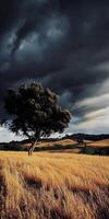Dark clouds loom over golden fields photo