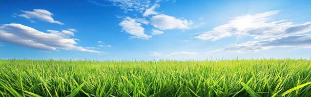 Green grass and blue sky with clouds photo
