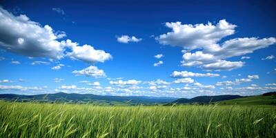 A field of green grass and clouds in the sky photo