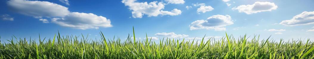 Green grass and blue sky photo