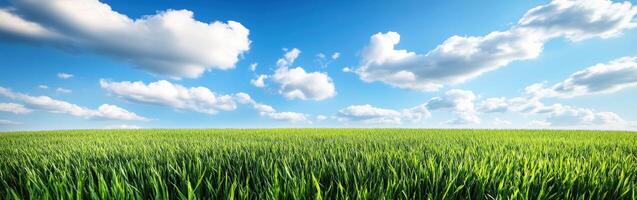 Green field with blue sky and clouds photo