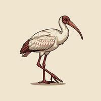 Ibis Bird Illustration Walking with Long Beak in Natural Setting vector