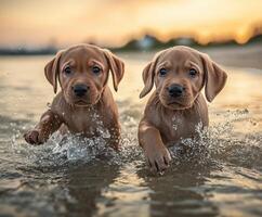 Two brown puppies running in the water at sunset photo