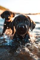 Two black puppies are in the water at sunset photo