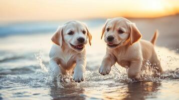Two golden labrador puppies running in the water at sunset photo