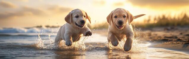 Two puppies running on the beach at sunset photo