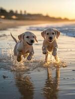 Two yellow labrador puppies running on the beach at sunset photo
