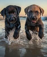 Two black and brown puppies running through the water photo