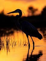 Great blue heron at sunset photo