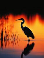 Heron, sunset, water, water bird, water bird, water bird, water bird, photo