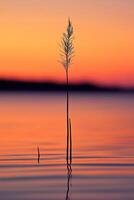 A lone plant stands in the water at sunset photo