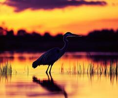 A bird standing in the water at sunset photo