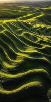 A beautiful green field with waves of grass photo