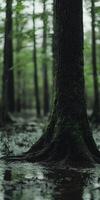 A tree trunk in a swampy forest photo