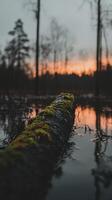 A log in the middle of a swamp at sunset photo