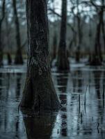 A tree trunk is submerged in water photo