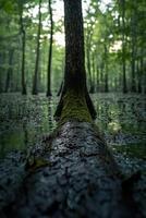 Serenity of moss-covered tree in tranquil forest setting photo