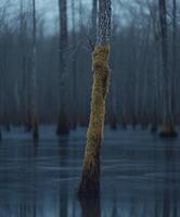 Moss-covered tree in serene swamp during dusk photo