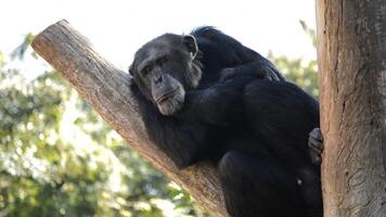 Common chimpanzee resting in a tree - Pan troglodytes video
