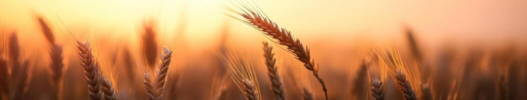 Golden wheat field swaying in the sunset breeze photo