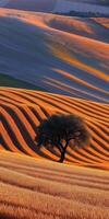 Rolling hills and solitary tree at sunset in farmland photo