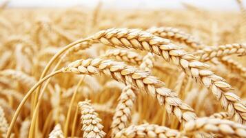 Golden wheat fields swaying in the breeze during summer photo