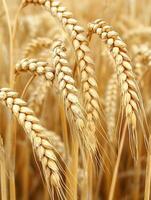 Golden wheat stalks swaying gently in the breeze photo