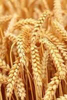 Golden wheat stalks swaying in the breeze photo