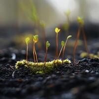 Seedlings grow in dark soil during early spring photo