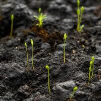 New seedlings emerge from the dark soil in spring photo