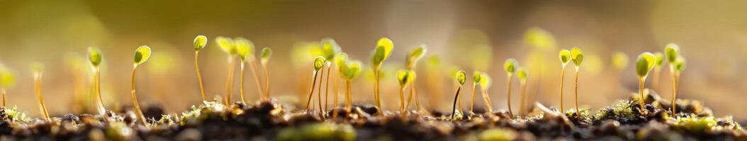 New plants growing in soil during springtime photo