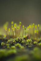 Small green sprouts emerging from damp soil photo