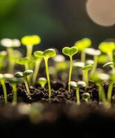 Seedlings sprouting in fertile soil under soft light photo