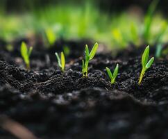 New plant sprouts emerging from rich soil in spring photo