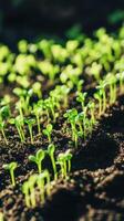 Fresh sprouts emerging in a sunlit garden bed photo